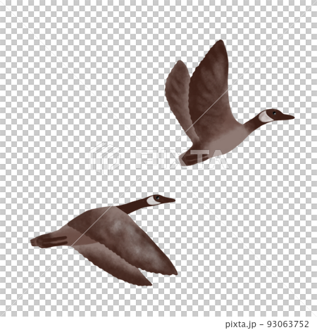 雁、渡り鳥 雁、渡り鳥 93063752