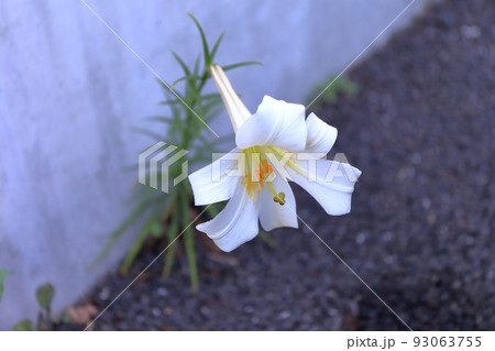 ユリの花 93063755