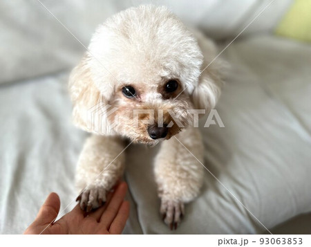 お手しているトイプードル 93063853