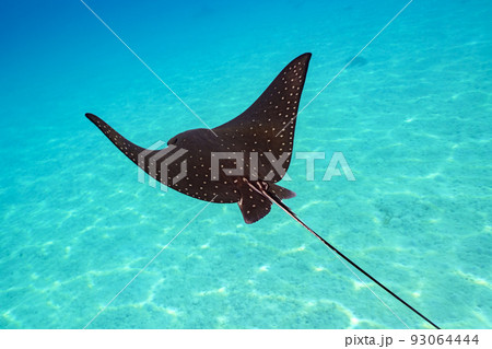 マダラトビエイ 93064444