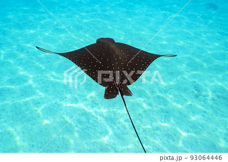 マダラトビエイ 93064446