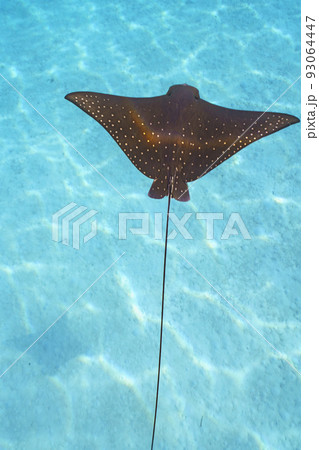 マダラトビエイ 93064447