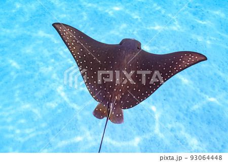 マダラトビエイ 93064448