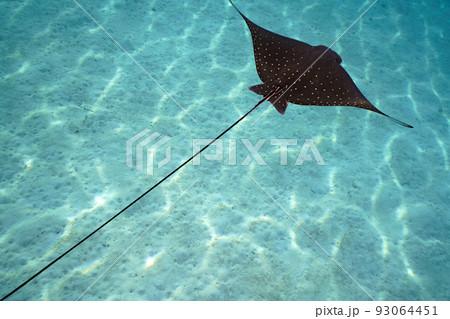 マダラトビエイ 93064451