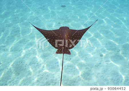 マダラトビエイ 93064452