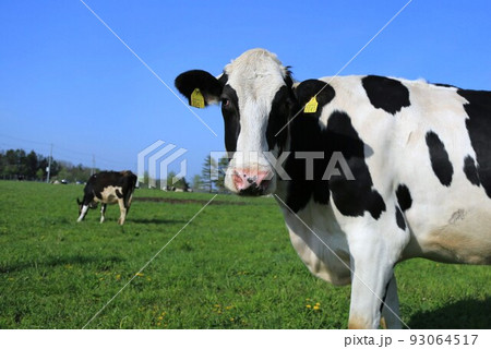 ホルスタイン牛 ホルスタイン牛 93064517