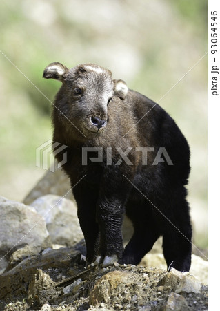 ブータンやネパールの高い山に住む珍獣ターキンの子ども 93064546