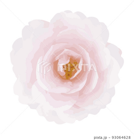 リアルなピンクの椿 cute and realistic pink camellia リアルなピンクの椿 cute and realistic pink camellia 93064628