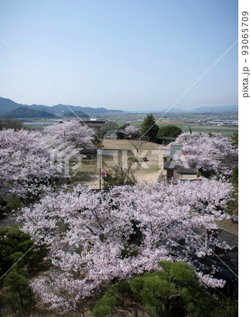 古城山公園の桜 岡山県笠岡市 古城山公園の桜 岡山県笠岡市 93065709