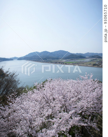 古城山公園の桜 岡山県笠岡市 古城山公園の桜 岡山県笠岡市 93065710