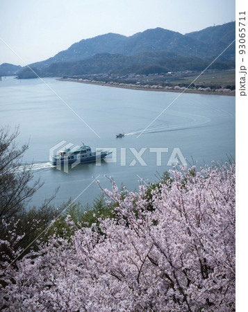 古城山公園の桜　岡山県笠岡市 93065711