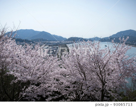 古城山公園の桜　岡山県笠岡市 93065713