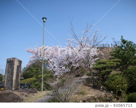 古城山公園の桜　岡山県笠岡市 93065715