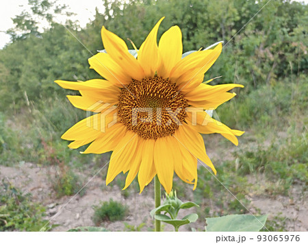 Yellow sunflowers and sunflower seeds on a white background 93065976
