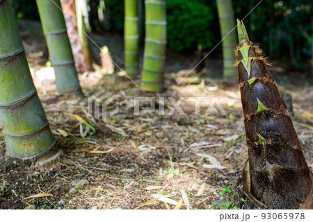 地面から伸びてきた竹の子　たけのこ　筍　野生の竹　竹林　日本　和食　1 93065978