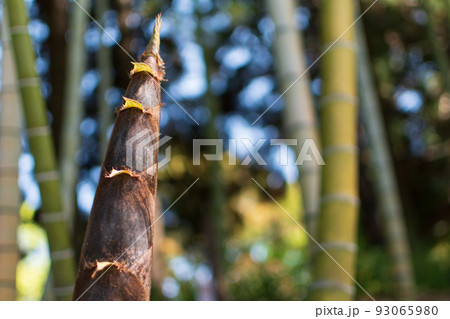 地面から伸びてきた竹の子　たけのこ　筍　野生の竹　竹林　日本　和食　3 93065980