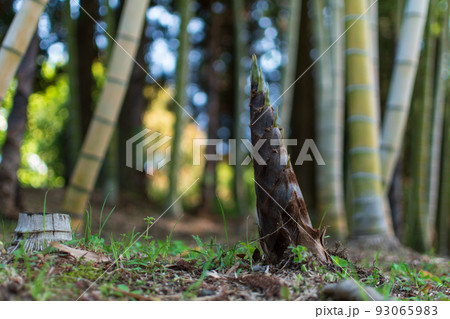 地面から伸びてきた竹の子　たけのこ　筍　野生の竹　竹林　日本　和食　6 93065983