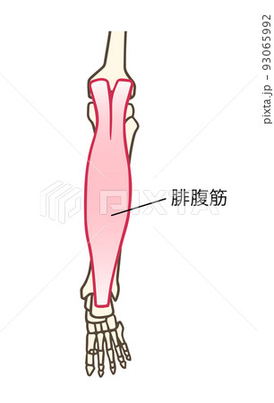 腓腹筋、下腿三頭筋、アキレス腱、ふくらはぎ、名称あり 93065992