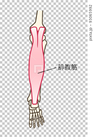 腓腹筋、下腿三頭筋、アキレス腱、ふくらはぎ、名称あり 93065992