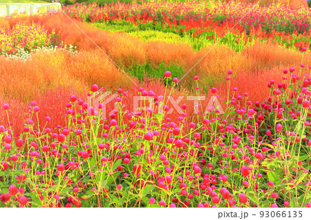 満開の千日紅と紅葉のコキアの群生 93066135