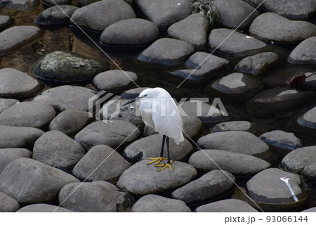 コサギ コサギ 93066144