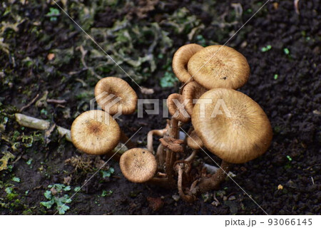 きのこ きのこ 93066145