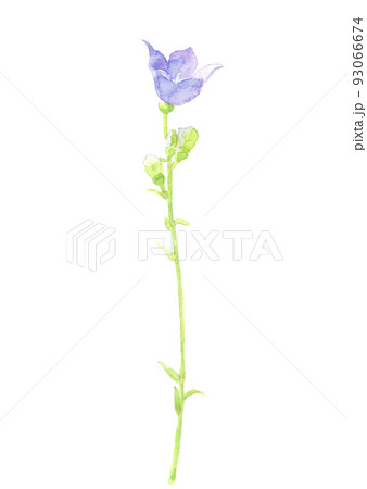 野に咲く桔梗 キキョウ 【水彩画】花 素材 白バック 透過背景 PNG 93066674