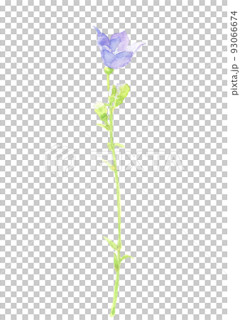 Bellflower blooming in the field Bellflower [Watercolor painting] Flower material White background Transparent background PNG 93066674