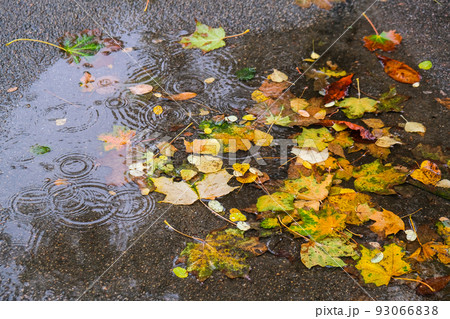 Autumn puddle with reflections of trees and fallen yellow leaves. Cloudy day after the rain. Natural background. Rainy weather forecast 93066838