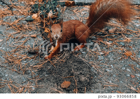 Red squirrel in the park eating nuts on a background of yellow grass. Rainy weather. Rain 93066858