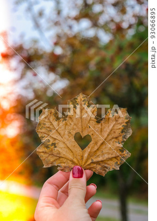 Stylish red female nails. Fall leaf with hole in heart shape in hands. Modern Beautiful manicure. Autumn nail design concept of beauty treatment. Gel nails. Skin care. Stylish red female nails. Fall leaf with hole in heart shape in hands. Modern Beautiful manicure. Autumn nail design concept of beauty treatment. Gel nails. Skin care. 93066895