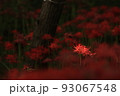 彼岸花 93067548