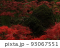 彼岸花 93067551
