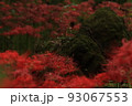彼岸花 93067553