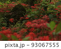彼岸花 93067555