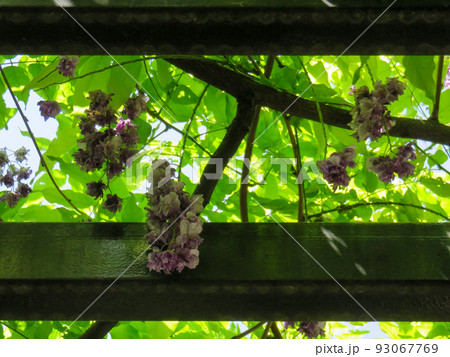 公園に咲く藤棚　シルエット　背景　素材　風景 93067769