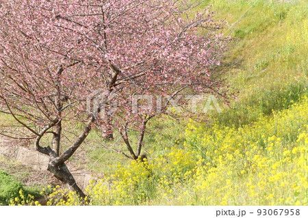 河津桜　かんなみの桜　函南町　伊豆 93067958