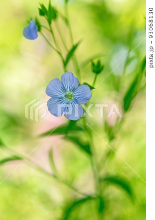 亜麻の花 93068130
