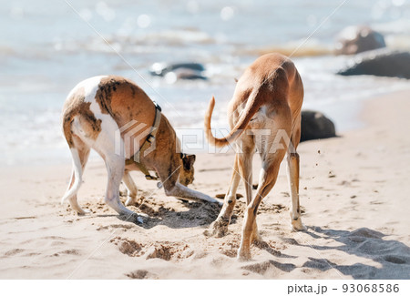 Two funny dogs relaxing on summer beach, exploring and digging in sand. Beautiful background for design, banner, card, poster. Two funny dogs relaxing on summer beach, exploring and digging in sand. Beautiful background for design, banner, card, poster. 93068586
