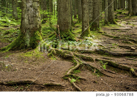 roots of spruce in the Carpathian forest, Skole Beskids National Nature Park, Lviv region of Ukraine 93068788