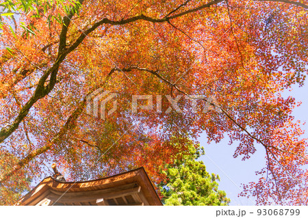 京都府の貴船神社のもみじの紅葉 93068799