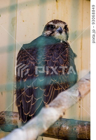 a saker falcon (falco cherrug) in the zoo 93068849