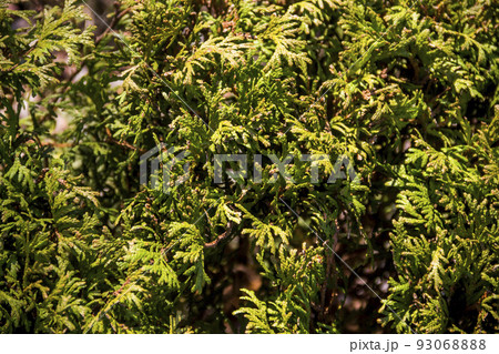 green thuja ossidentalis (white cedar) green thuja ossidentalis (white cedar) 93068888