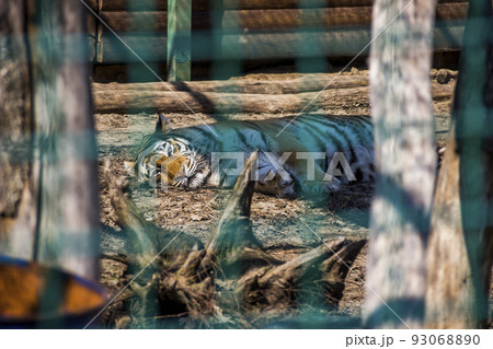 a big amur tiger (Panthera tigris altaica) laying on cage at the zoo 93068890