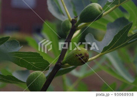 キュウイってこんな感じで実ってるの 93068938