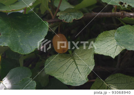 キュウイってこんな感じで実ってるの キュウイってこんな感じで実ってるの 93068940