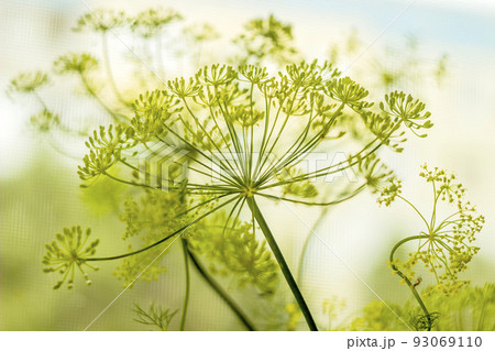 a fresh dill (Anethum graveolens) a fresh dill (Anethum graveolens) 93069110