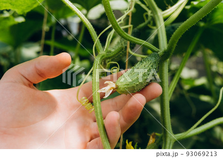 Hands holding small growing cucumber in urban home garden. Urban home gardening concept 93069213