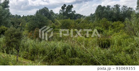 a wide reed marshland in Ukrainian part of Danube delta, Ukraine 93069355