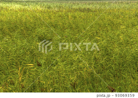 background of green reed marshland 93069359